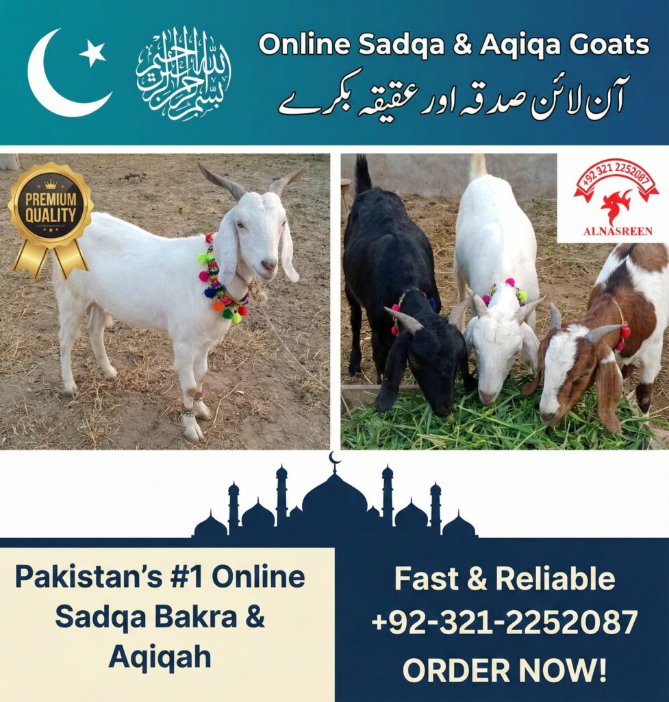 Donate Aqiqah Online Video Proof Service