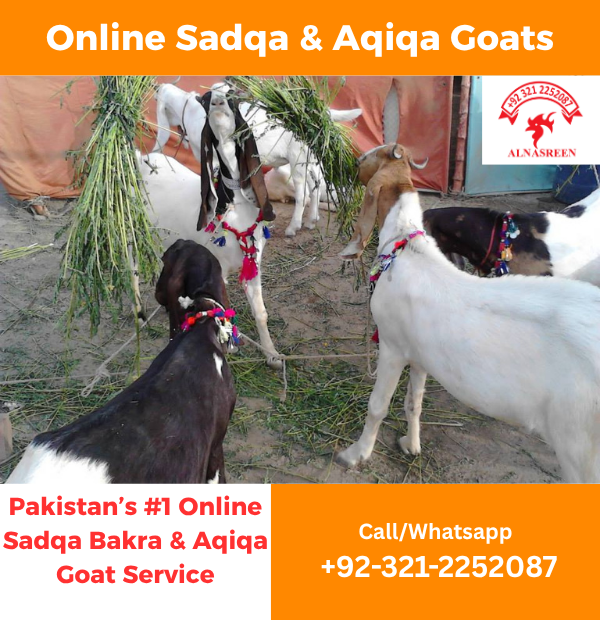 Donate Aqiqah Online Video Proof Service