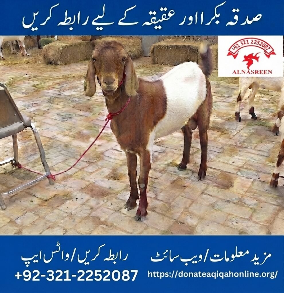 Bakra Sadqa Aqiqa Bakra