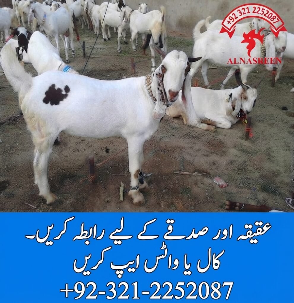 Bakra Sadqa Online