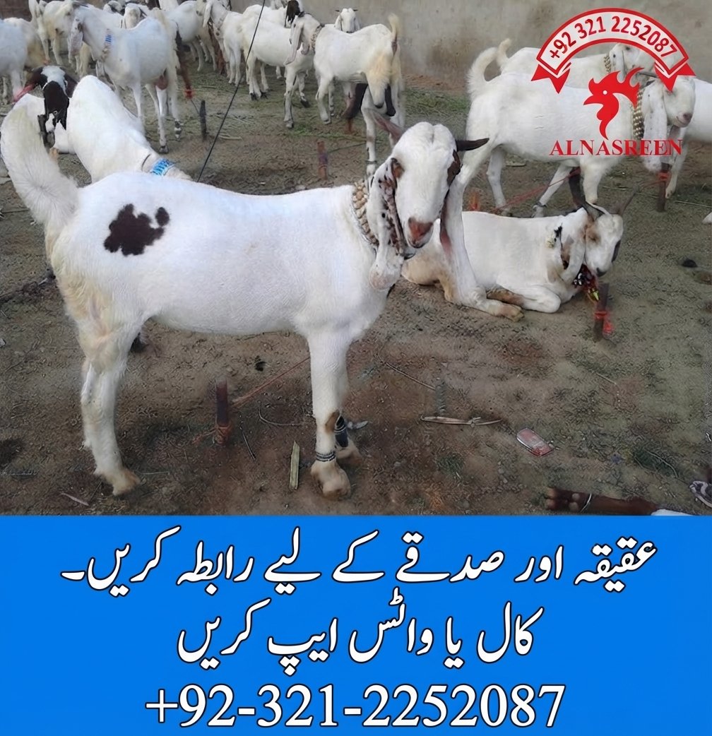 Bakra Sadqa Online