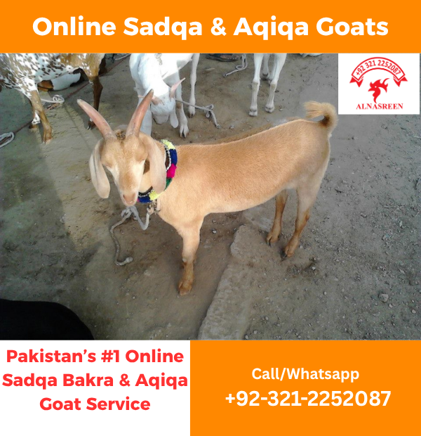Donate Aqiqa Online Pakistan