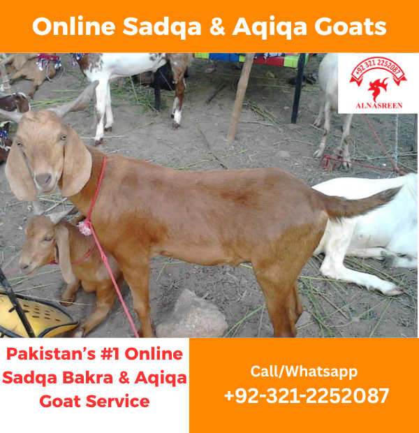 Donate Aqiqah Bakra Online
