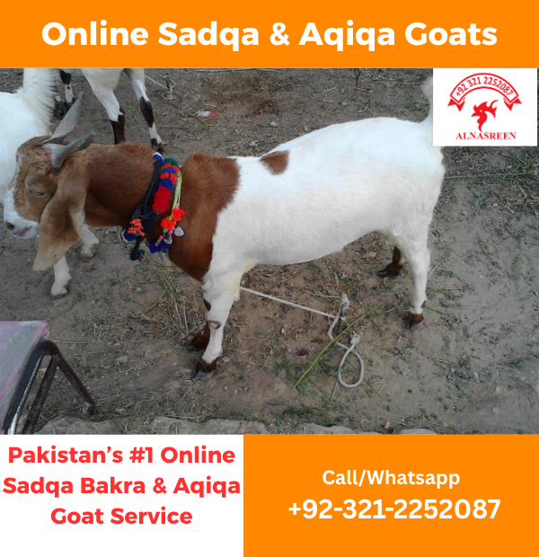Donate Aqiqah Online Safely