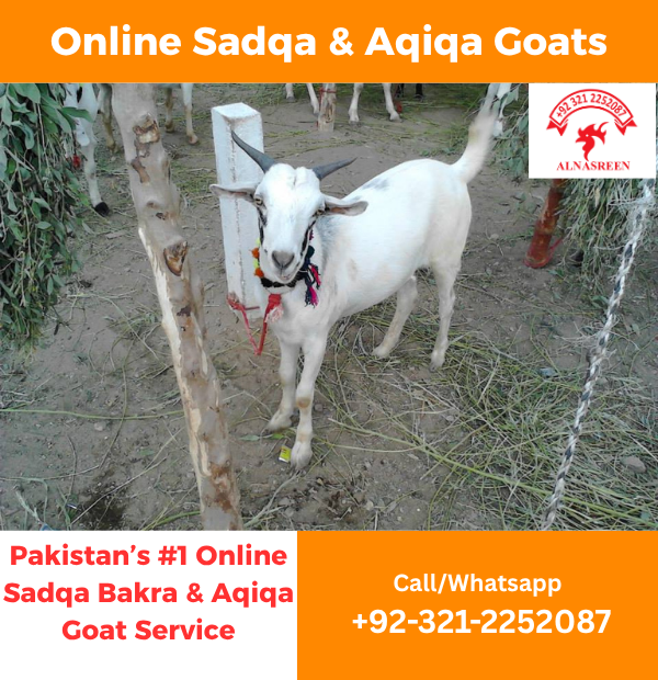 Donate Aqiqah Online | Online Aqiqah Donation In Pakistan