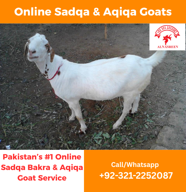Donate Aqiqah Online for Your Child