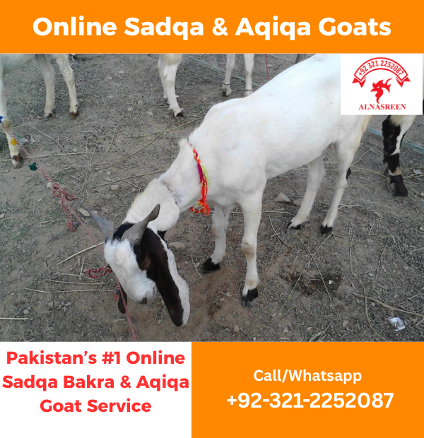 Donate Aqiqah Online in Pakistan