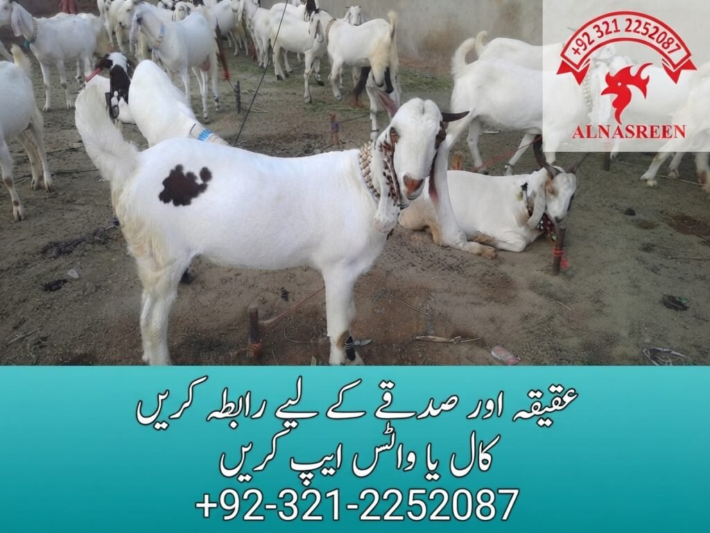Sadqa Bakra Online Charity Donation Same Day Video Proof