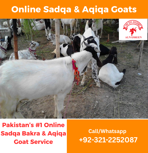 Sadqa Bakra Donation in karachi