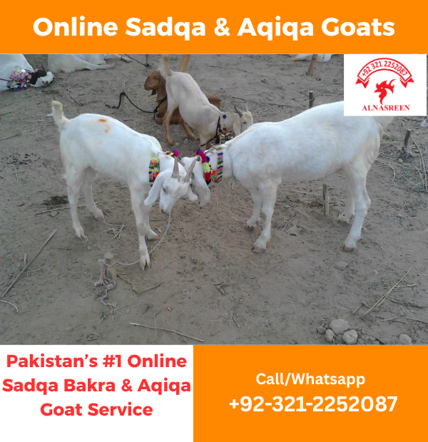 Sadqa Bakra Online In Karachi