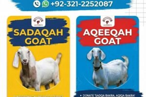 Sadqa Bakra Online in Karachi Sadaqah Sacrifice with Video Proof