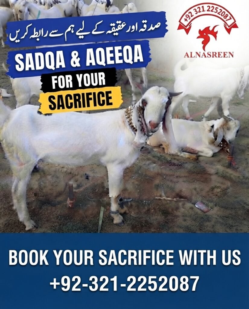 Donate Aqiqah Online in Pakistan