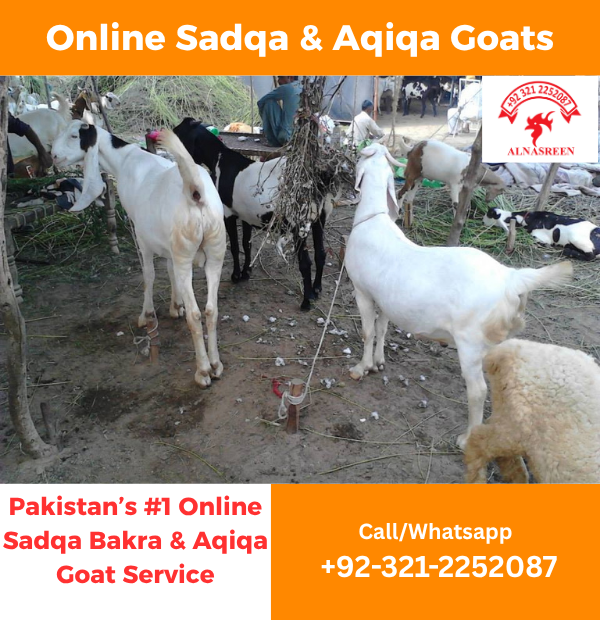 Sadqa Bakra near me