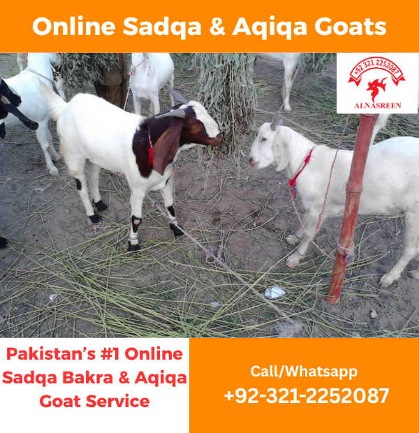 Sadqa Bakra price in Karachi today