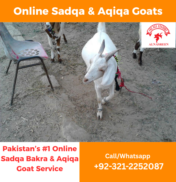 Donate Aqiqa Online Safely