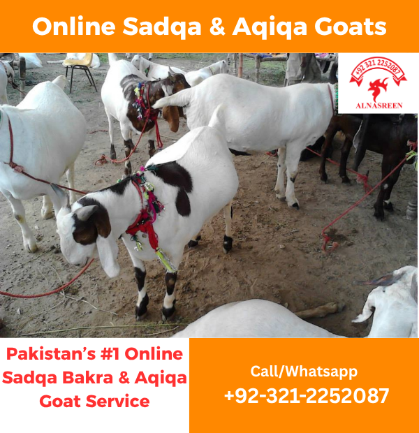 Donate Aqiqah Online in Pakistan | Same-Day, Video Proof