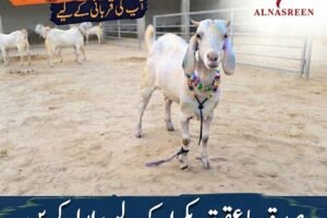 Sadqa Bakra Online – Sadqa & Aqiqah Bakra Service in Pakistan